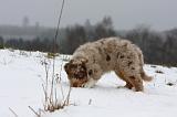 BERGER AUSTRALIEN PUPPIES 459